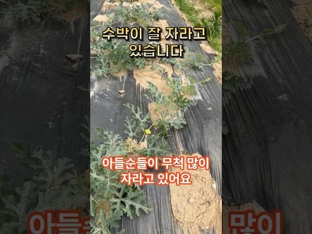 수박은 이런 곳에서 잘 자랍니다 수박 아들순도 잘 자라요