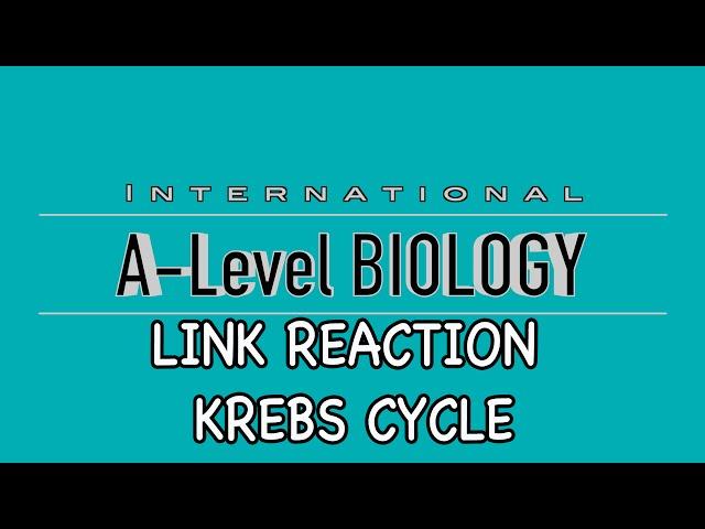 A Level Biology: Link Reaction and Krebs Cycle