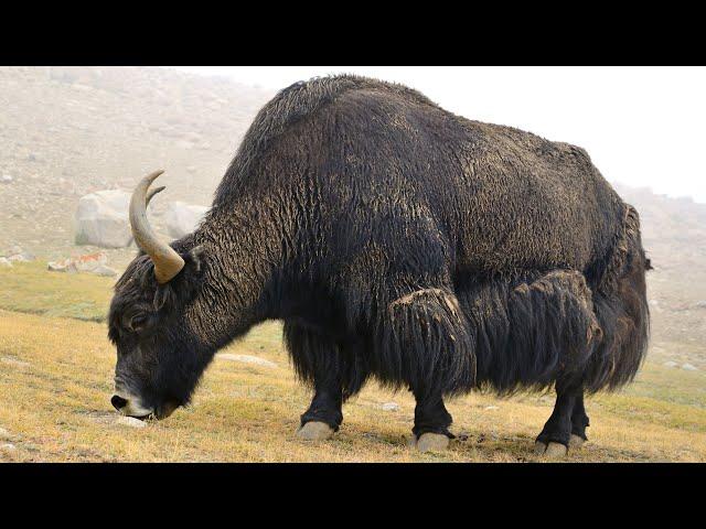 Short Stories 098: The Yak Who Reached the Stars