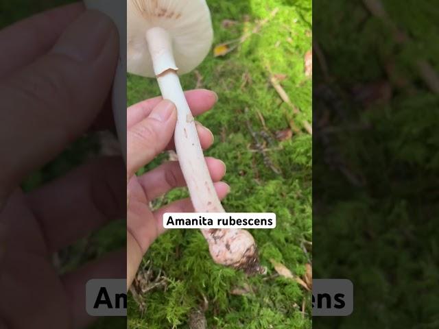 Amanita rubescens