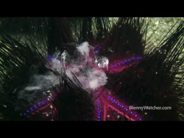 Radiant Fire Urchins Spawning