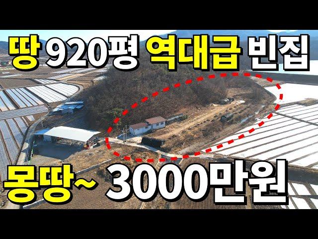 나무만 팔아도 횡재다~ 땅920평+A급 빈집=몽땅~3,000만원에 가져가세요! 귀농,귀촌 헐값으로 시작! 급매보다 싸다