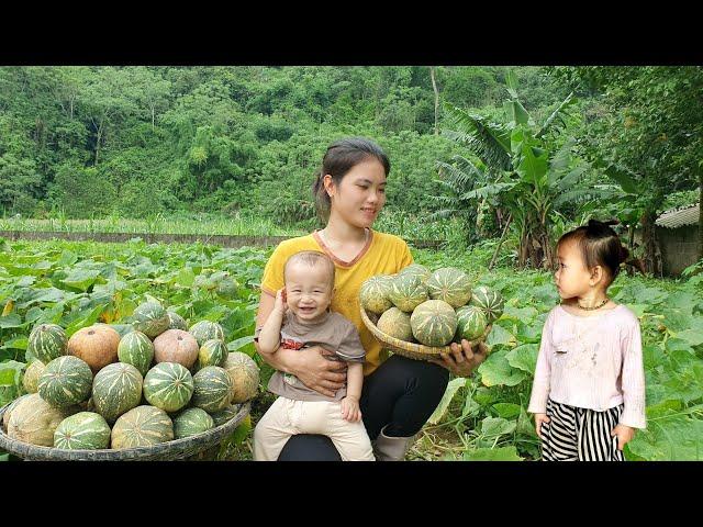 Single girl: Harvesting Pumpkins to sell at the market & Cook food for pigs | Trieu Thi Thuy