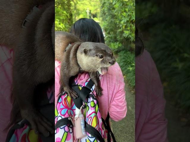 Shoulder-mounted Otter #Shorts