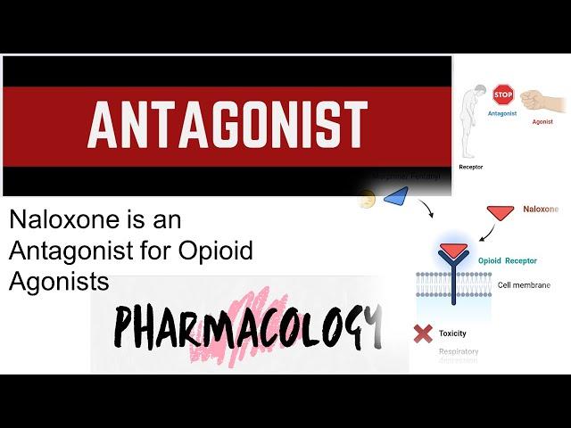 Antagonist | Basic Pharmacology | Junaid Asghar PhD