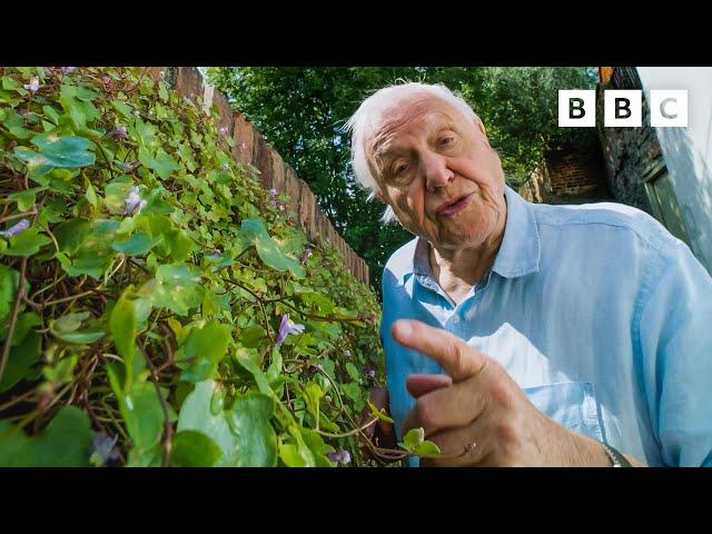 David Attenborough will make you think about weeds in a different light⁣  The Green Planet - BBC