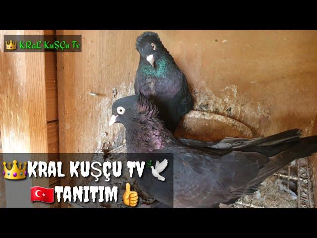 KING KUSCU TV PIGEONS! GAME BIRD! CHANNEL INTRODUCTION