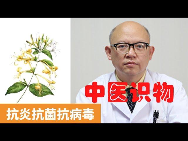 金銀花的功效與作用【保健養生】生生不息