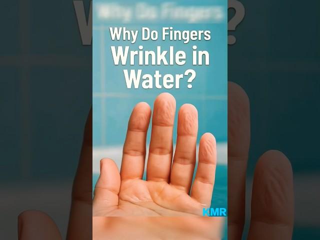 Why Do Fingers Wrinkle In Water #didyouknow #sciencefacts #mindblowingfacts #shorts #KMR