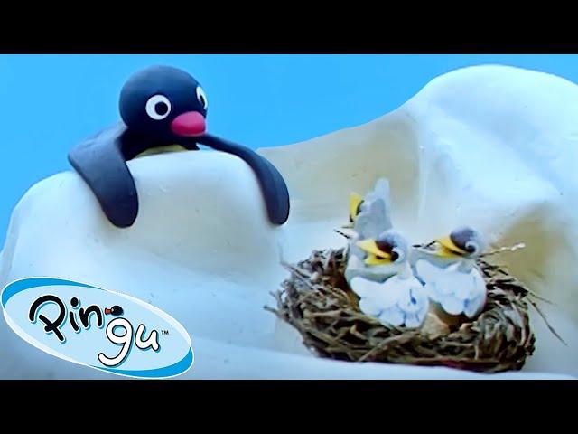 Pingu and the Bird's Mom  | Pingu - Official Channel | Cartoons For Kids