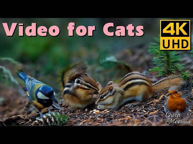 Roaming Through Pine Woods: Cozy Chipmunks, Birds and Squirrels Play for Cats to Watch  4K