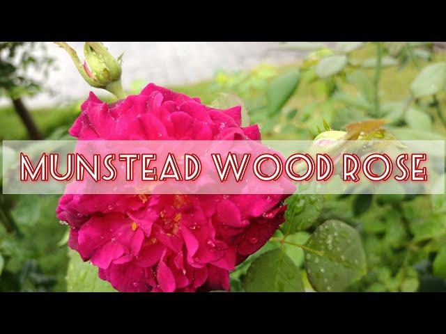 MUNSTEAD WOOD ROSE  (Kenali Jenis Bunga Ros Di Laman DapoRos)