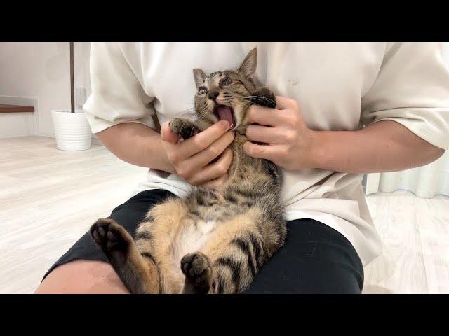 おやつだと思ったら不味い薬を飲まされた子猫がこうなっちゃいました…