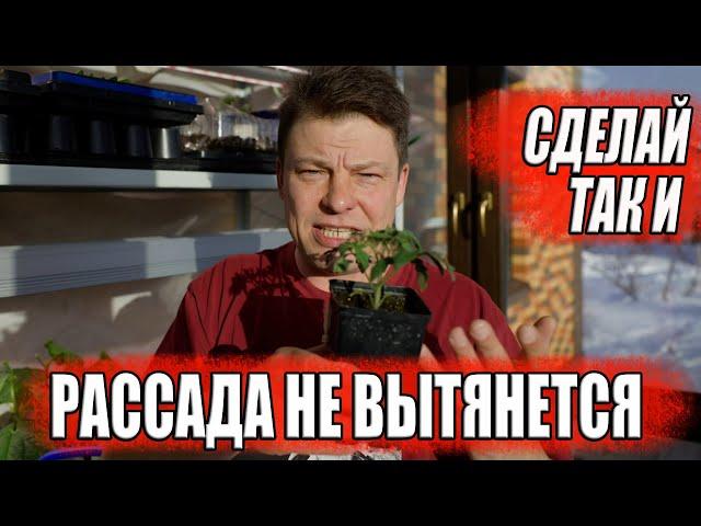 Сами виноваты, что рассада вытягивается. САЖАТЬ ТОЛЬКО ТАК и рассада не вытянется