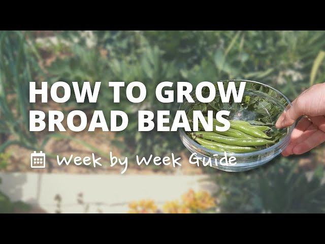 How to Grow Broad Beans | a Week by Week Guide