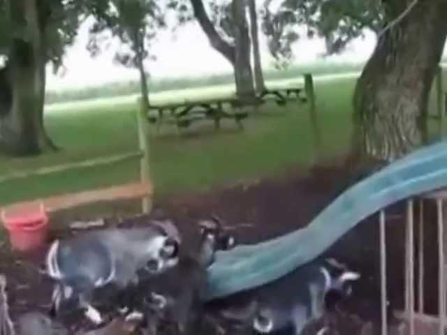 Playful Goat Enjoys Slide