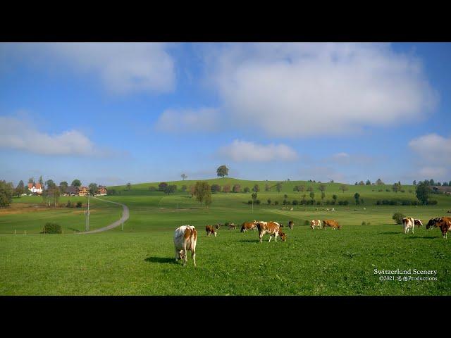 4K Autumn Kanton Zug SWITZERLAND スイス