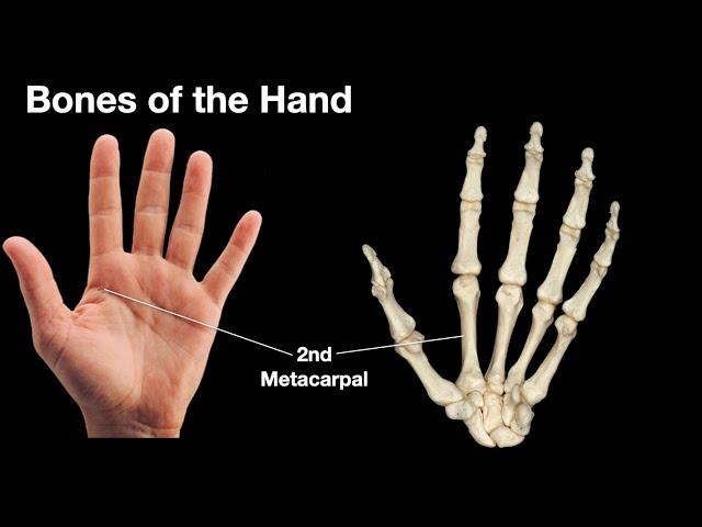 Bones of the hand