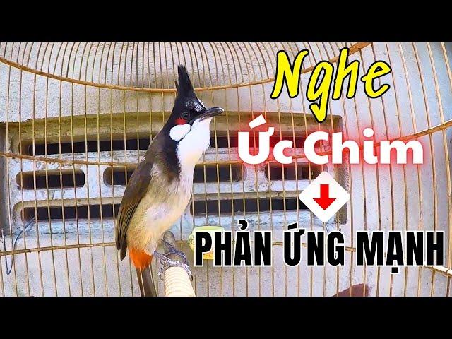 chào mào đấu kích chim nhanh căng lửa | kích chào mào ức chế sổ giọng hót đấu sáng.kích chào mào ché