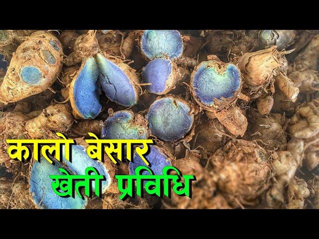 कालो बेसार खेती सिकौं, उत्पादन गरौं || Black Turmeric Farming in Nepal ||