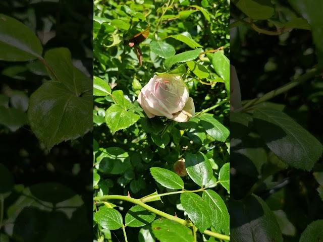 English Rose