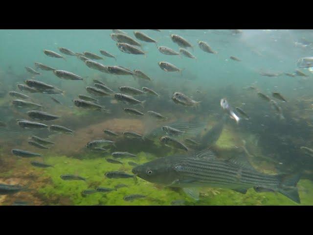 Amazing Underwater Fishing Footage - Striped Bass Feeding On Peanut Bunker