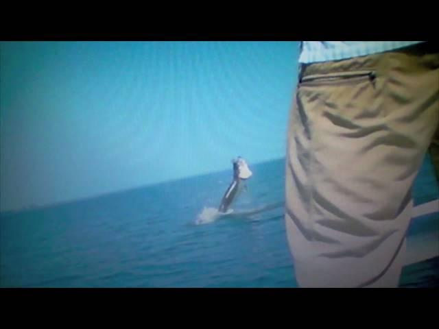 Trout Media - Tarpon