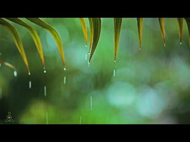 Relaxing Music & Soft Rain Sounds: Relaxing Piano Music, Sleep Music, Peaceful Music