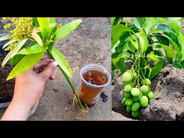 Simple Method Grafting Mango With Onion In A Glass Of Water