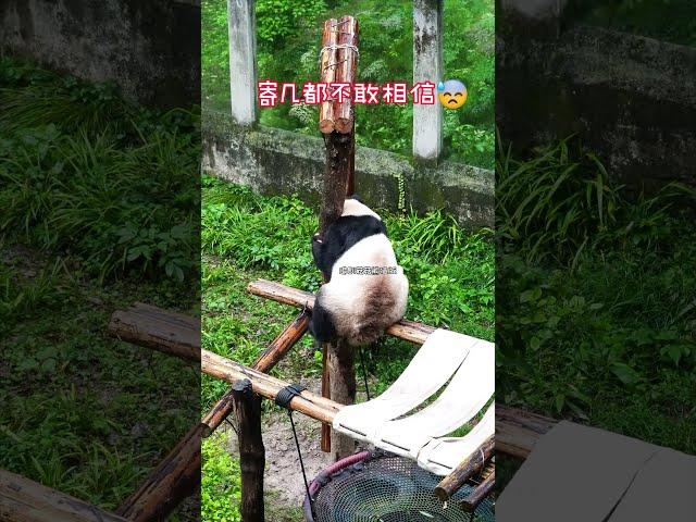 乃成做梦都没想到，胎妃被友友扯下来了 #国宝 #panda #cute #大熊猫 #熊猫生活#shorts