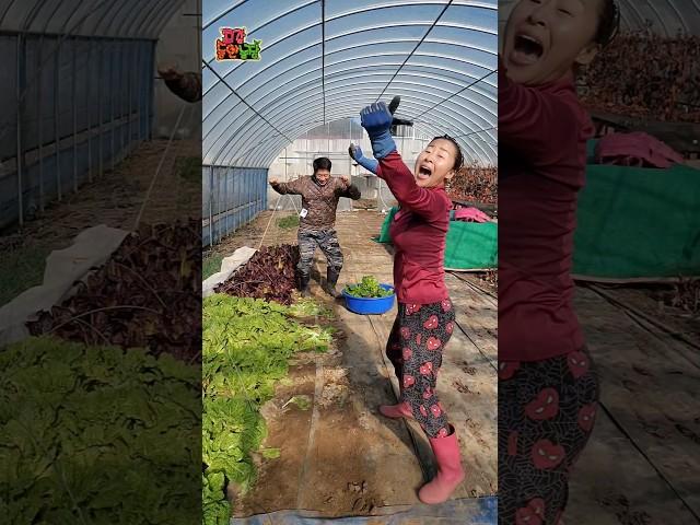 부부가 겨울 상추 수확하다 생기는일  #장윤정 #트위스트 #들깨아줌마 #춤추는농사꾼