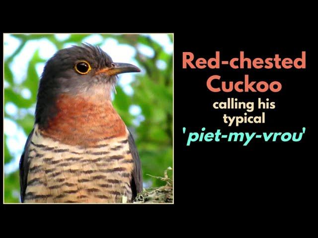 RED-CHESTED CUCKOO male singing his typical 'Piet-my-vrou" song