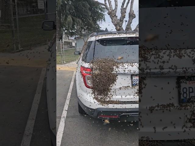 Bee Rescue at an elementary school. This swarm of honey bees settled on a car.