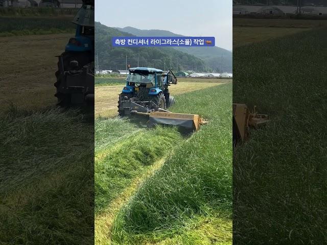 측방 컨디셔너 라이그라스 조사료 작업 #농기계 #ls트랙터 #xp7102 #측방컨디셔너 #컨디셔너 #소 #라이그라스 #조사료 #작업 #청년농부 #구독과좋아요 #고령군