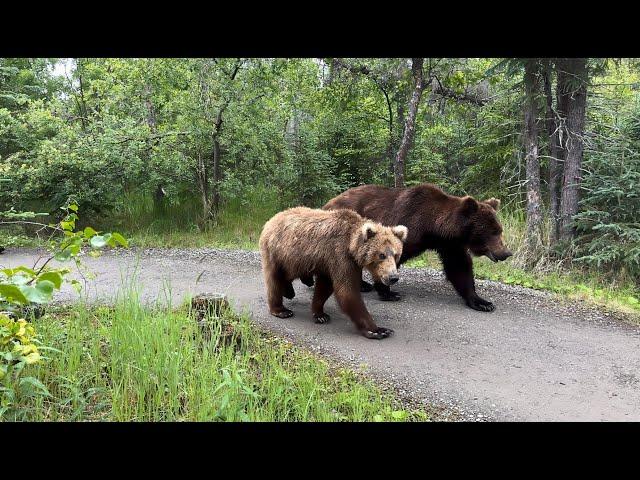 Katmai Bears | Part 4| Living with Bears