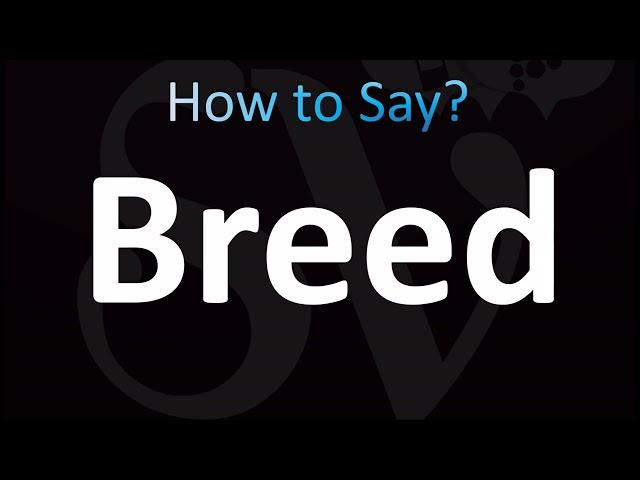 How to Pronounce Breed (CORRECTLY!)