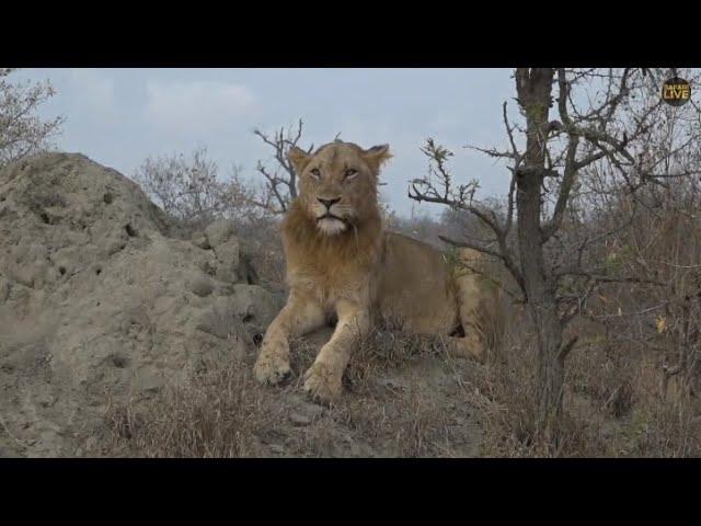 Mhangeni young male - safariLIVE 6/26/2019