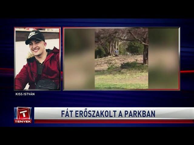 TV2 Tények - Egy fa törzsével közösült egy férfi Debrecenben (18+)