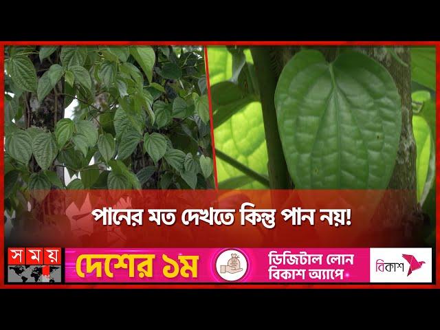 জনপ্রিয় মসলা জাতীয় খাবার 'চুইঝাল' | Chui Jhal | Spicy Food | Panchagarh | Somoy TV