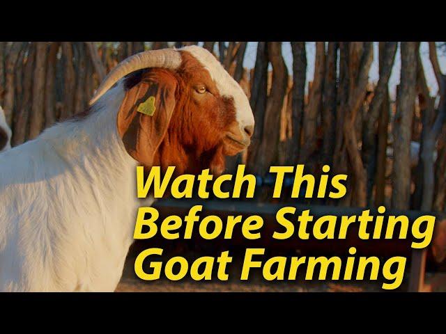 4 things to consider before starting a goat farm business.