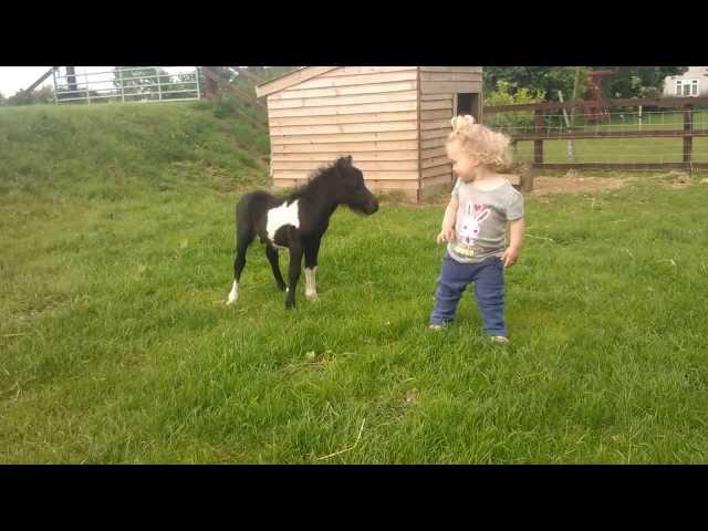 newborn miniature shetland foal gets friendly with young children!