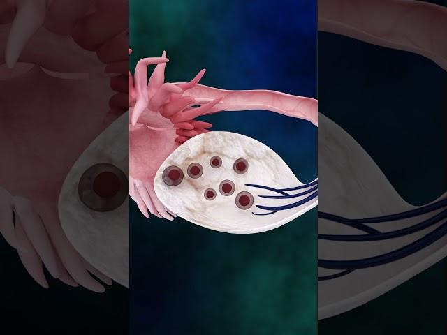 Woman menstrual cycle 3d animation I Woman periods cycle #short #ytshorts - creatviveleaning3d