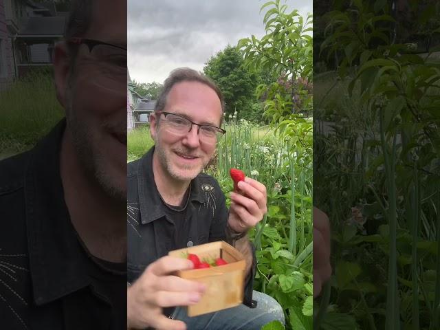 Free Strawberries: Grow Strawberry Fields Forever