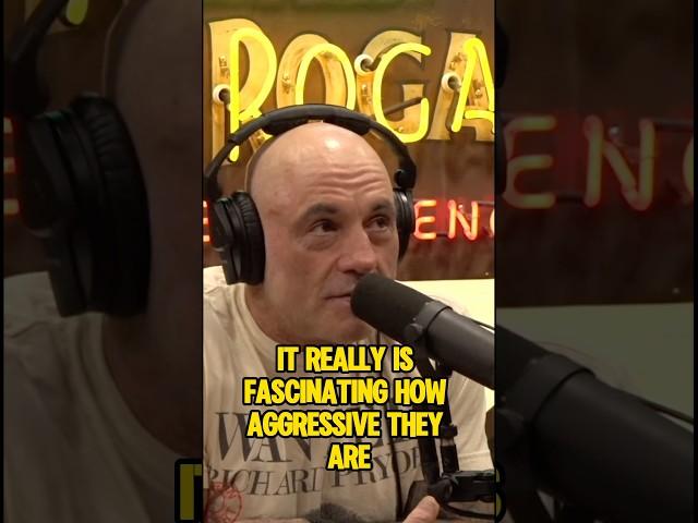Alaskan mosquitoes#mosquitos #alaska #joerogan #joeroganexperience #joeroganpodcast #jre #jreclips