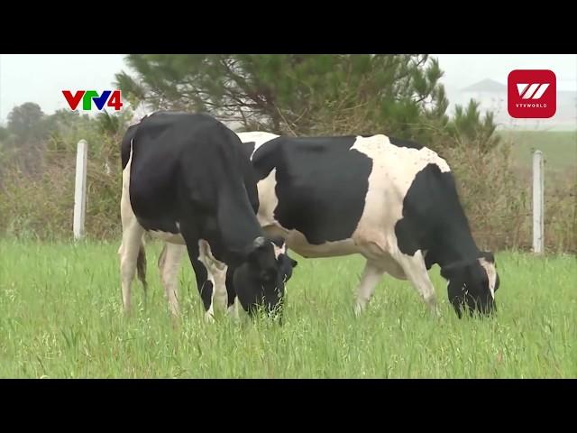 Vinamilk to set up dairy farm in Laos | VTV World