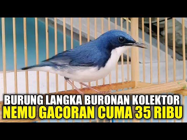 UPDATE HARGA SIBERIAN BLUE ROBIN ! BURUNG ANTIK PALING LANGKA BURONAN KICAU MANIA DI PASAR PRAMUKA