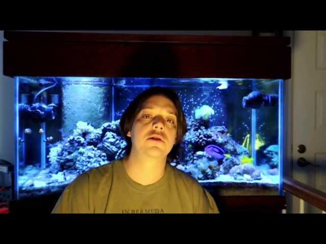 Mile High Reefers, Who am I? What's My Aquarium Keeping History?