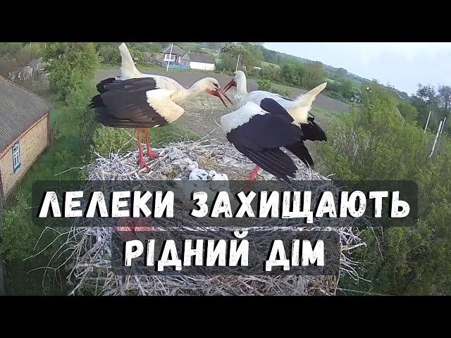 Захищають рідний дім | Лелека Грицько