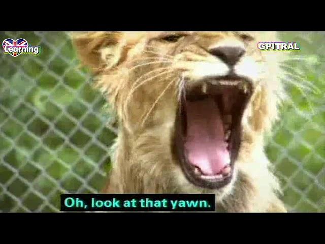 Wildlife Emergency 2 tv series english subtitles