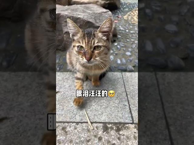 小猫其实什么都懂，最后一句“谢谢” #shorts #關愛流浪貓 #領養代替購買